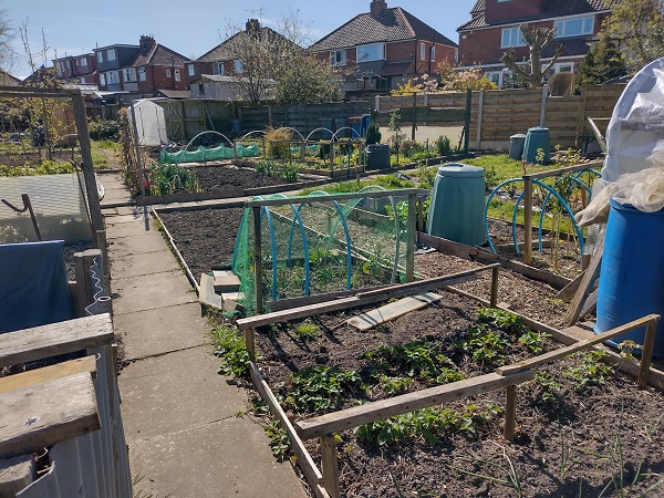 Picture of Allotment Plot